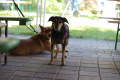IMG_1466.JPG
