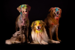 Unsere Suchhunde & ihre Freunde